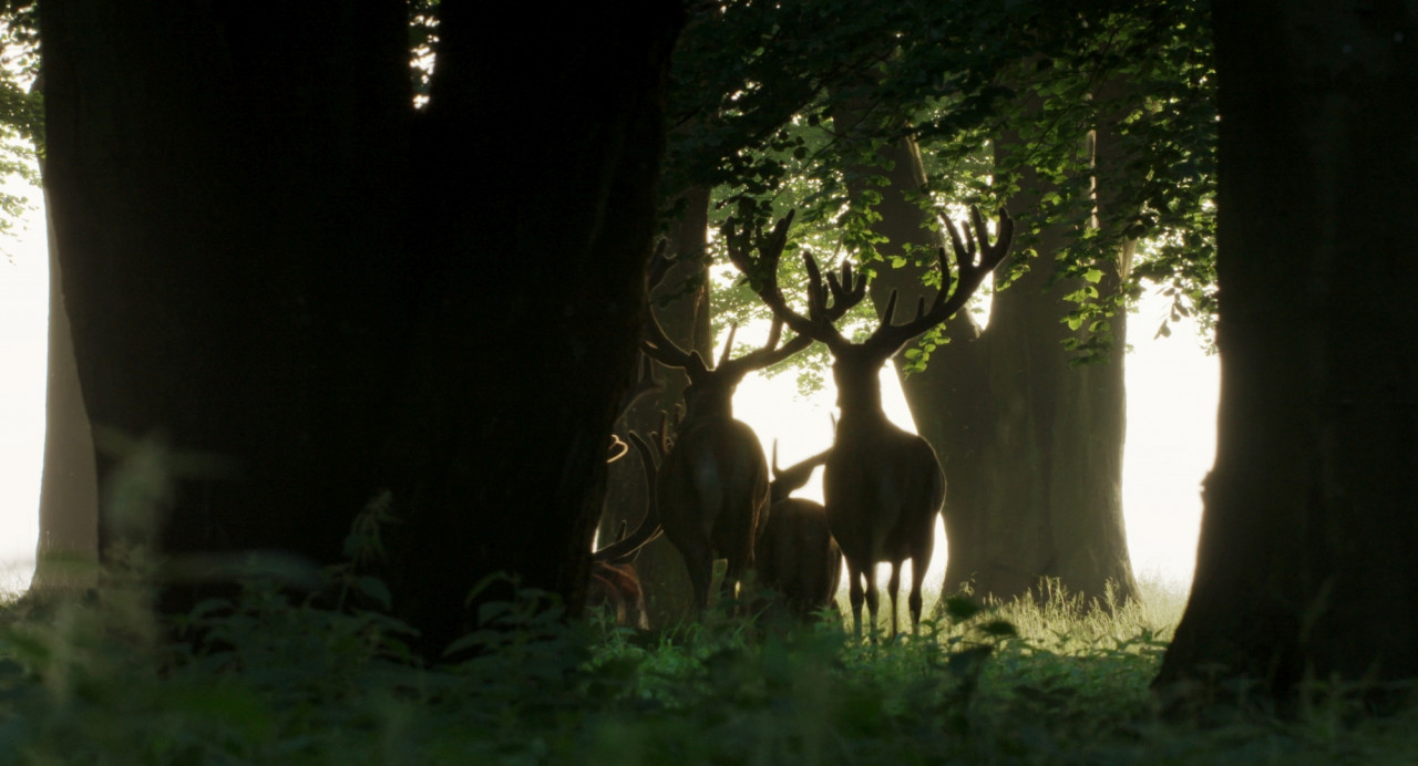 Auf Der Jagd Wem Gehört Die Natur Kino Auf Der Jagd Wem Gehört Die Natur Kino