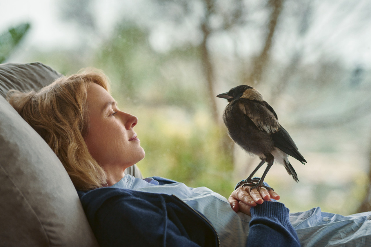 Beflügelt Ein Vogel namens Penguin Bloom Kino Constantin Film Österreich