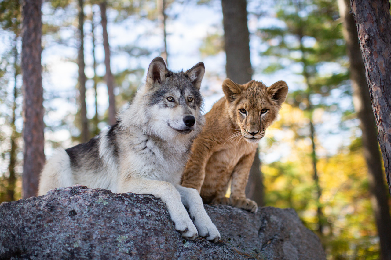 Le Loup Et Le Lion Age Minimum THE WOLF AND THE LION | Kino | Constantin Film Österreich